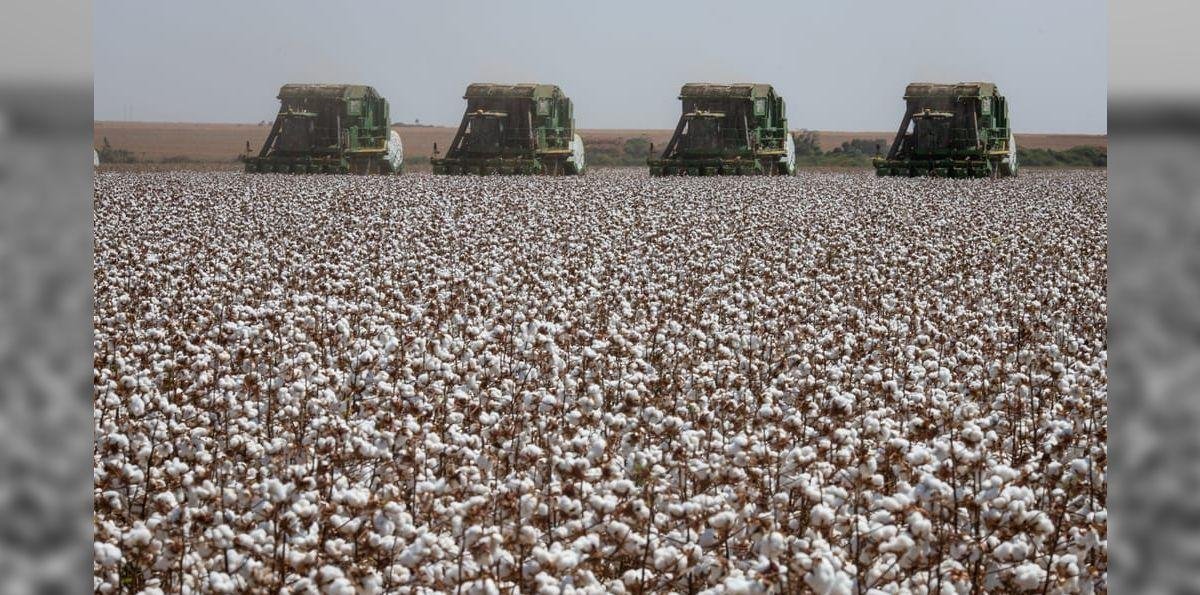 Preço do algodão fecha fevereiro estável e produtores focam na soja