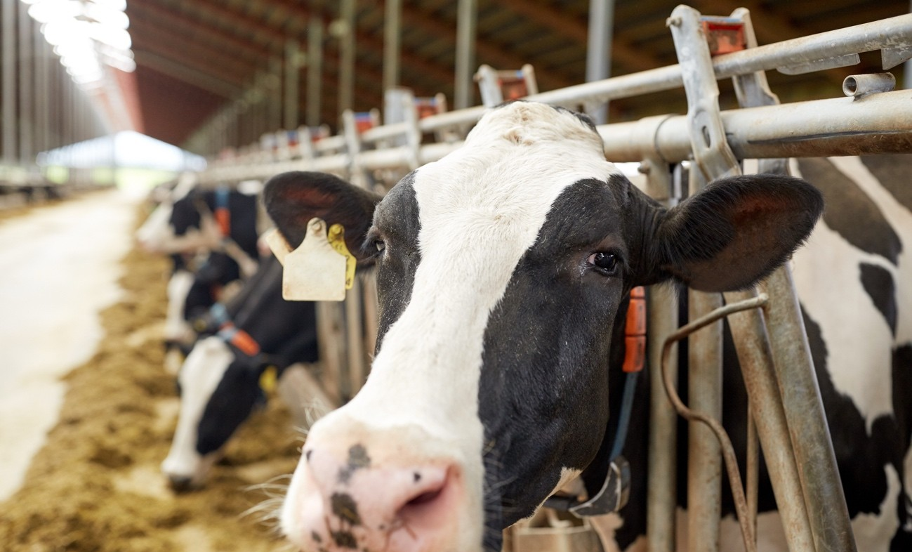 Nutrição de precisão como estratégia para a pecuária moderna | G1