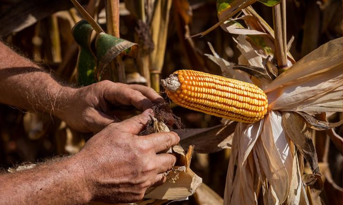 Egito se torna segundo maior destino das exportações de MT | G1
