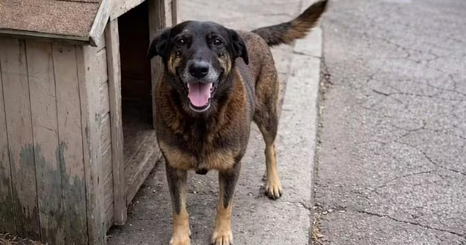Cão Orelha: linha do tempo dos fatos e o que se sabe até agora | G1
