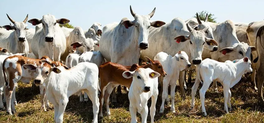 Leia como é feita a rastreabilidade e a certificação de carnes no país