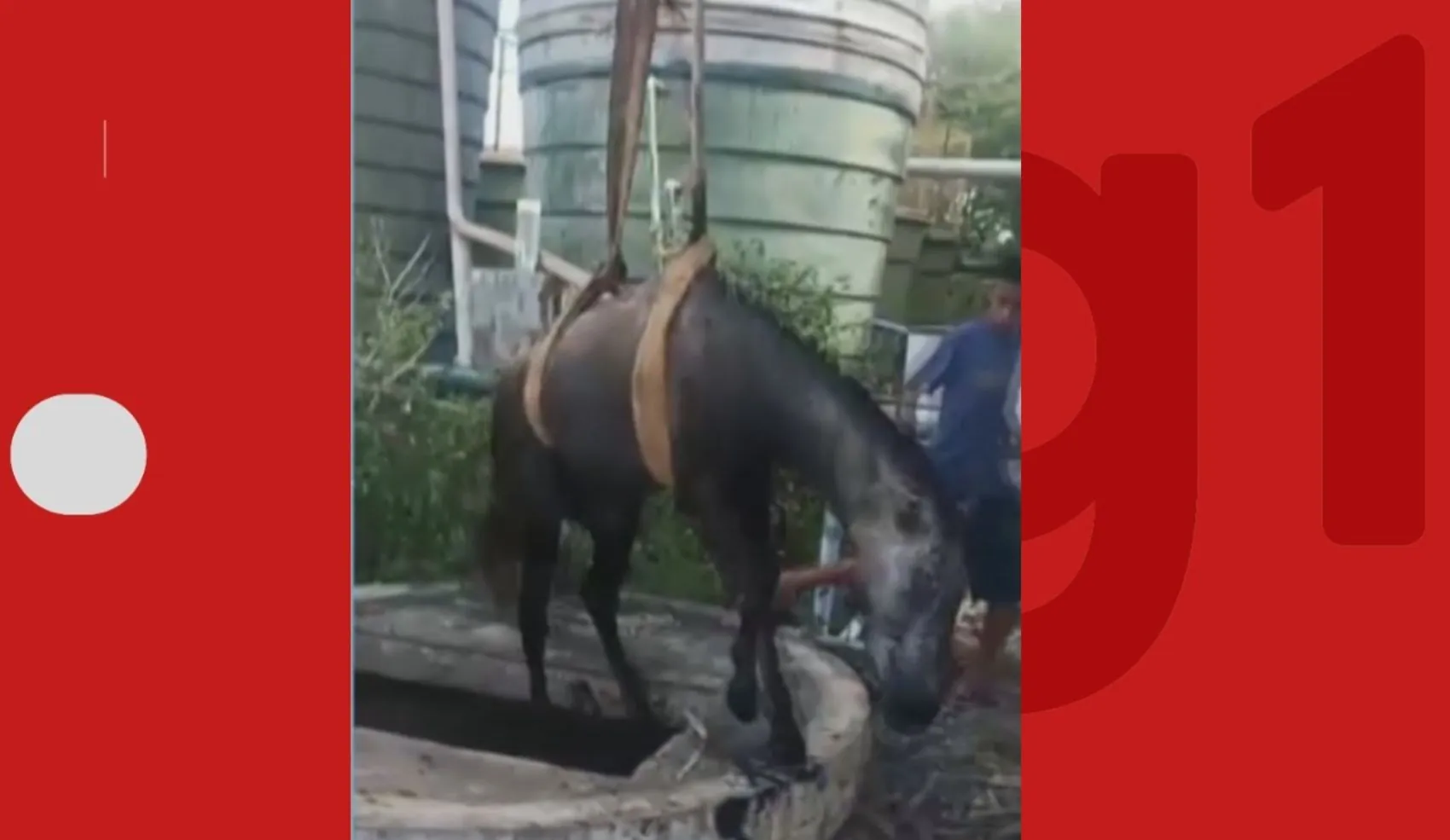 Cavalo é resgatado após cair em poço de estação de esgoto na Bahia | G1