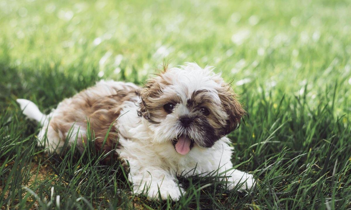 8 dicas infalíveis para estimular a inteligência do seu cachorro