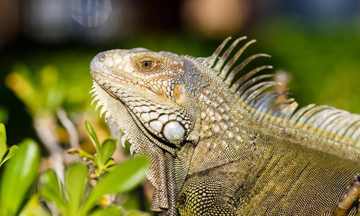 Nevasca nos EUA causa “chuva de iguanas” debaixo de árvores. Entenda