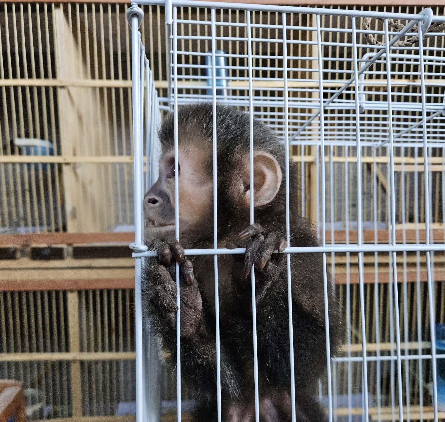 Polícia resgata 56 aves, macaco-prego e ouriços em Indaiatuba | G1