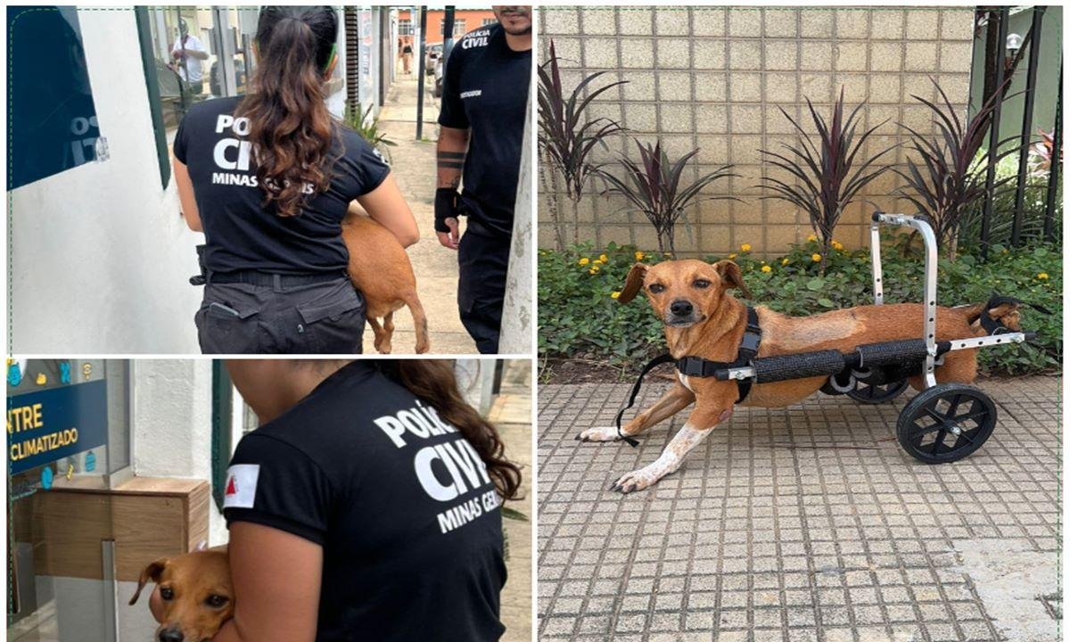 Tragédia em MG: cadela paraplégica é resgatada de enchente em Ubá