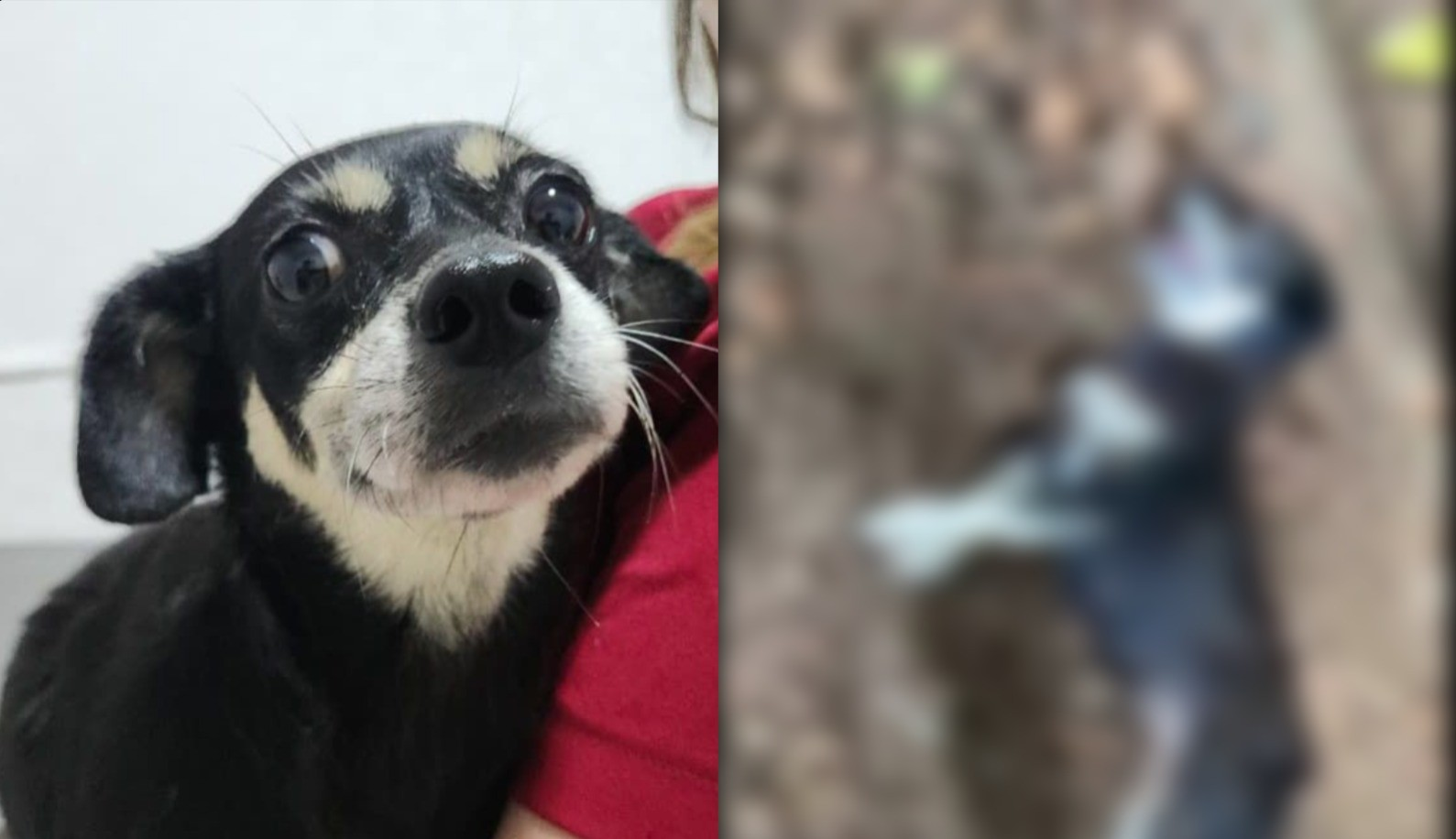 Cachorra prenha resgatada após ser enterrada viva é adotada em SC | G1