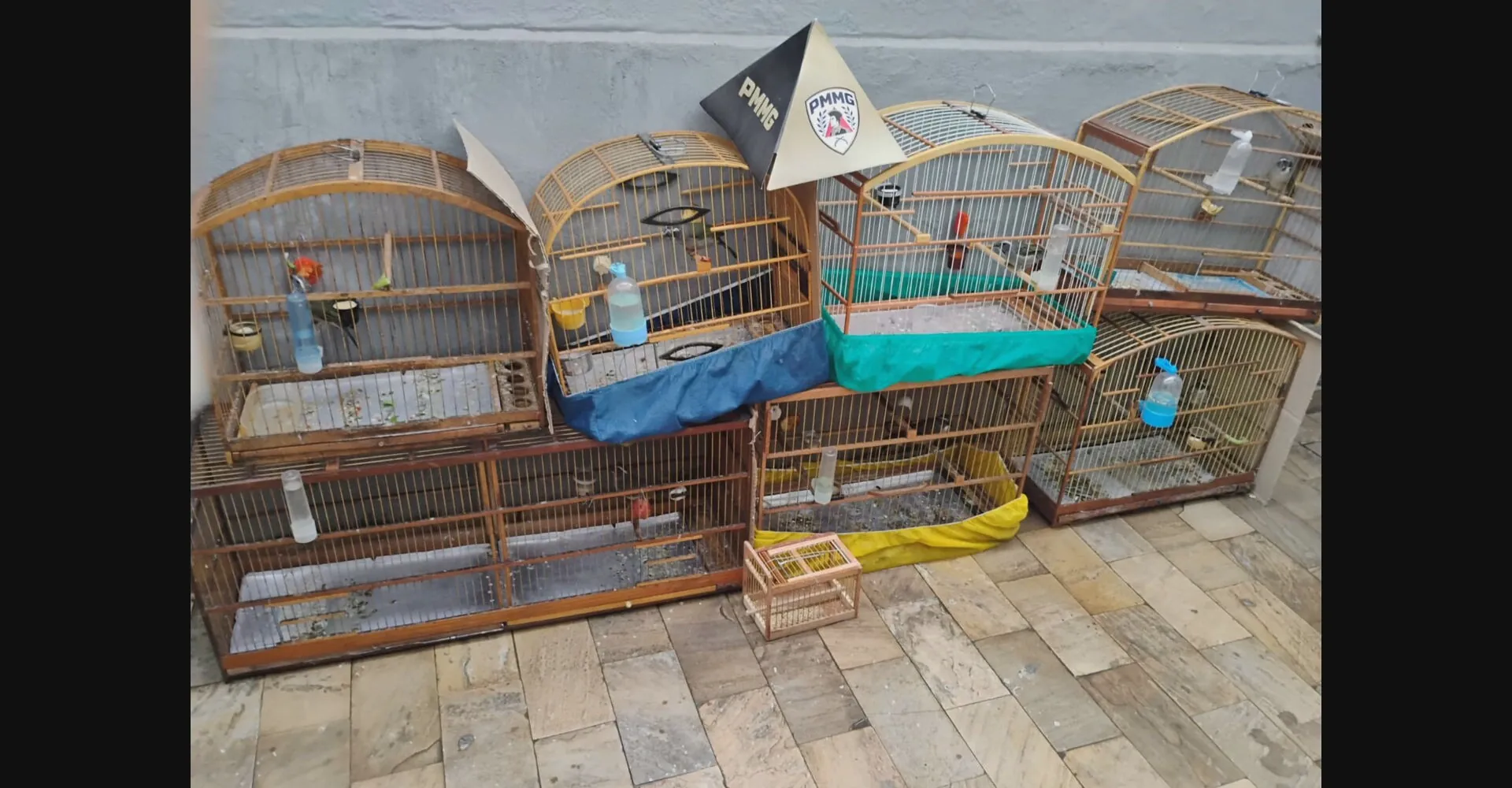 PM prende 13 pessoas e apreende 175 aves silvestres | G1