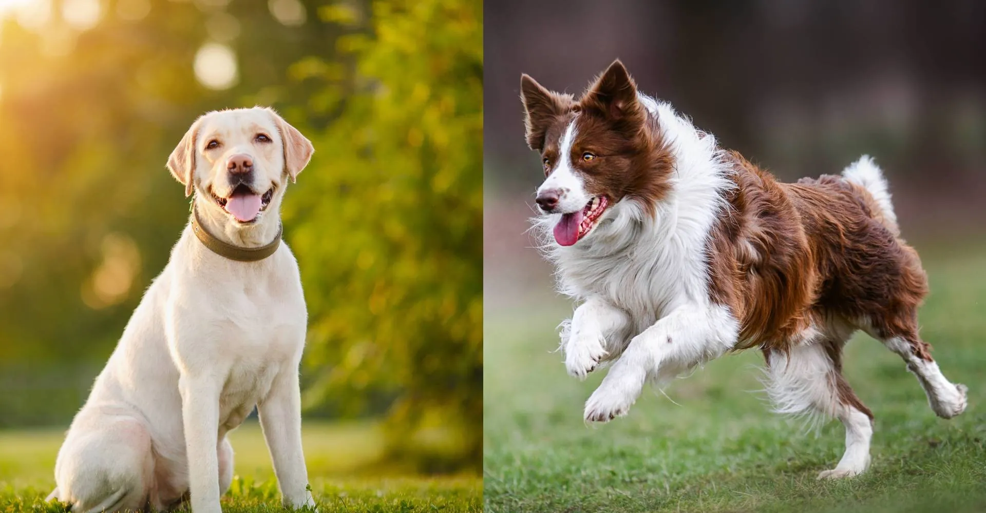 Cães aprendem nomes de objetos ouvindo conversas, aponta estudo | G1