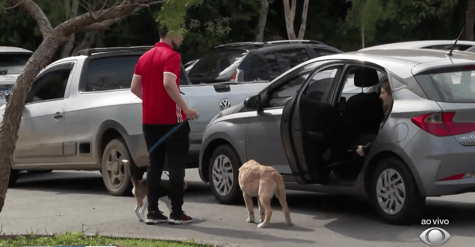 Curitiba aprova novas regras para circulação de cães na cidade