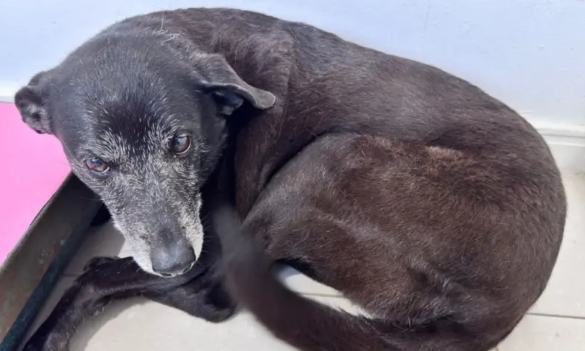 Cão Orelha: filmagens apontaram contradições na versão de adolescente