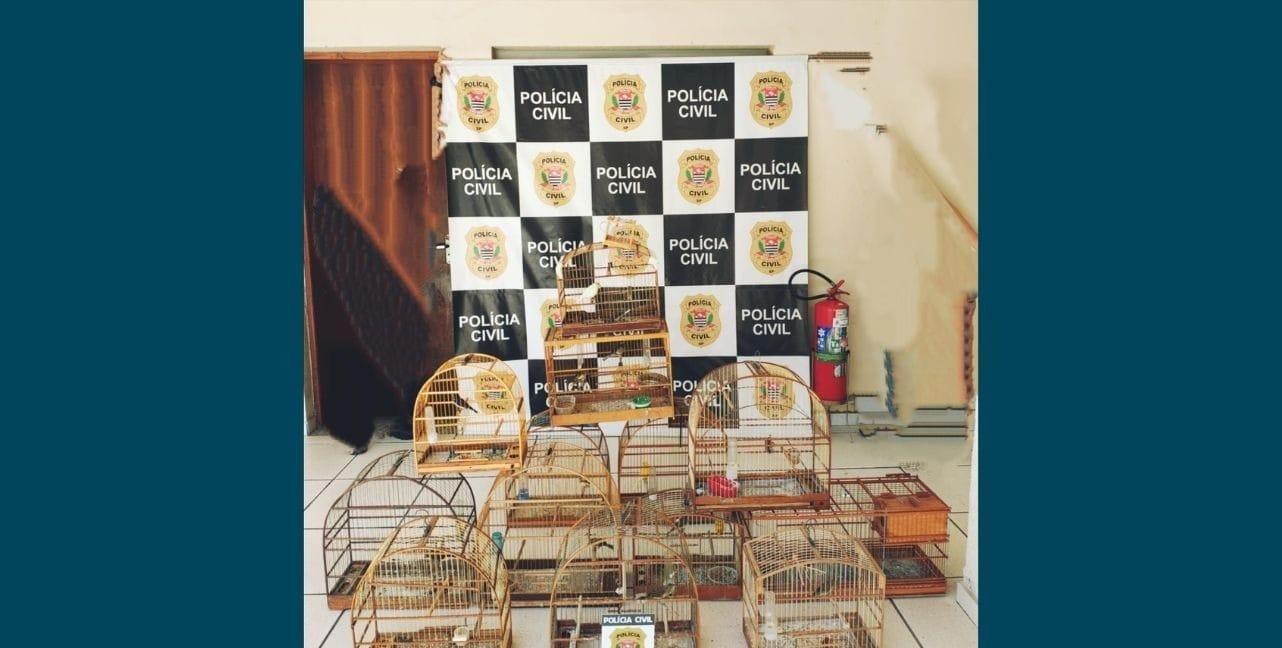 Aves silvestres são apreendidas em Salto