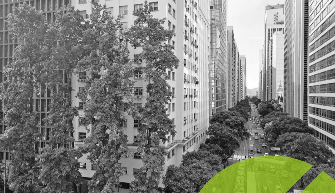 De palmeiras a jequitibás: veja como árvores nas ruas e nas florestas revelam história das mudanças climáticas