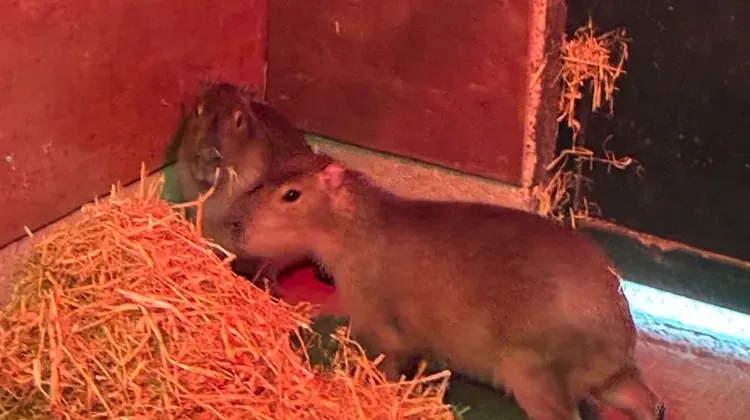 Capivara chamada Samba foge de zoológico na Inglaterra um dia após chegar ao local