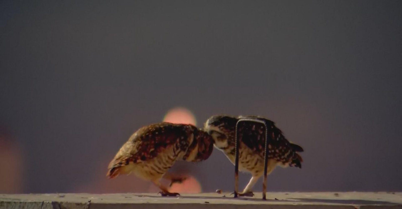 Casal de corujas é flagrado em momento de 'carinho' em eclipse lunar | G1