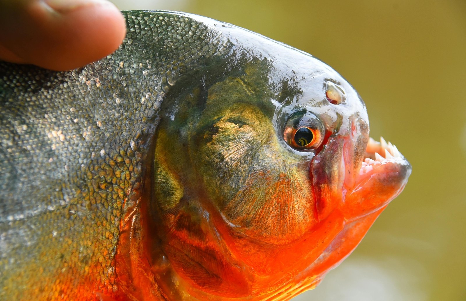 Ataque de piranhas em praia argentina deixa uma vítima sem parte de um dedo e mais de 40 feridos