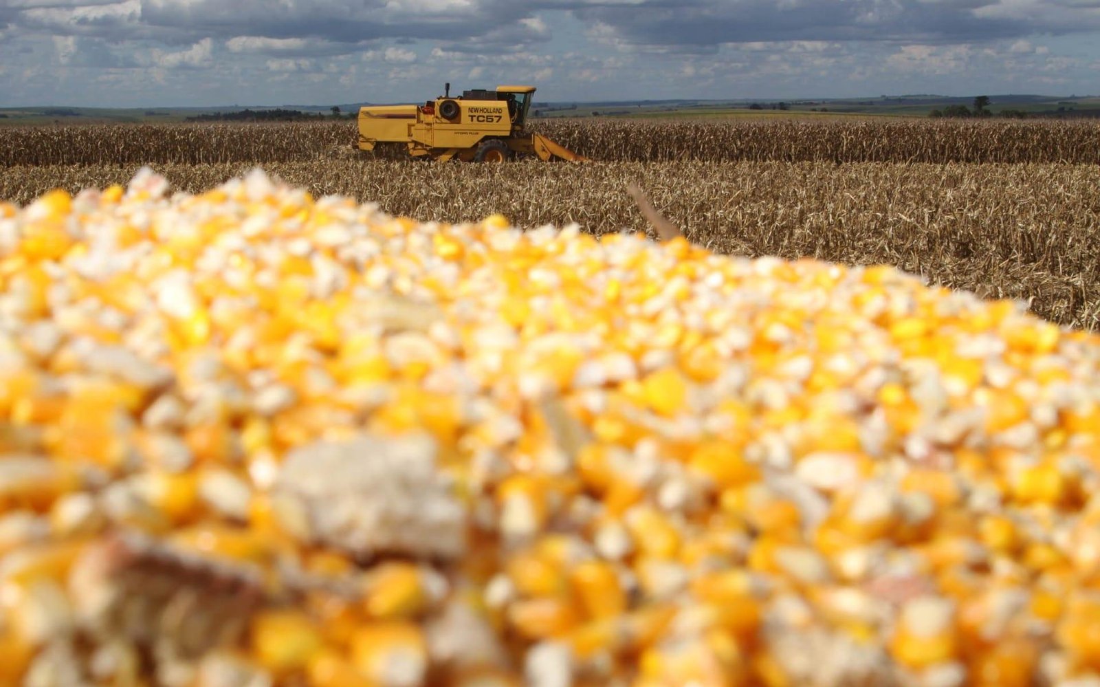 Preço do milho recua para R$ 65 com estoques elevados e baixa liquidez