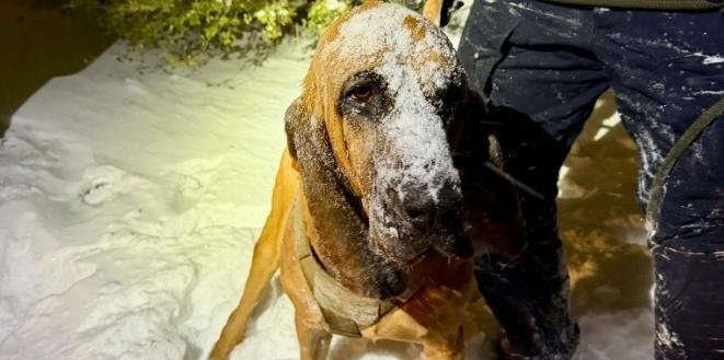 Herói de quatro patas: Cão policial localiza adolescente autista perdido em tempestade de neve nos EUA