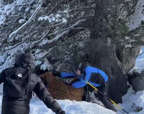 Brasileiro vestido de Chewbacca é agredido em estação de esqui da França; vídeo