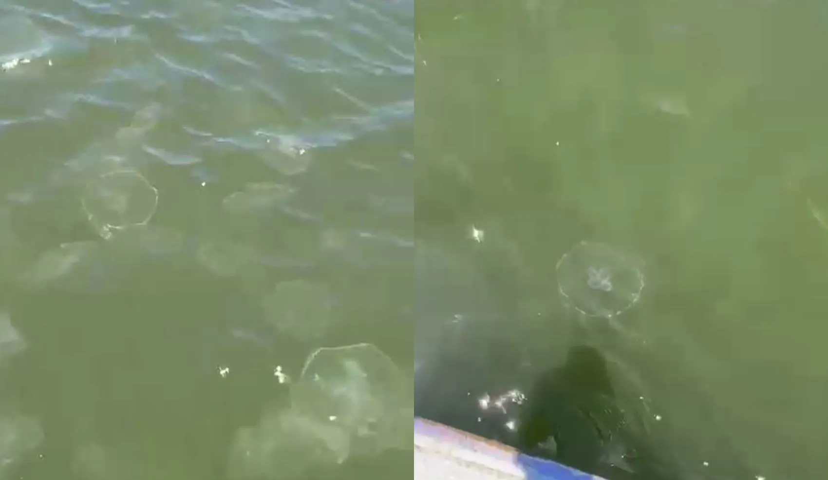 Águas-vivas no Rio Vaza-Barris: grupo é flagrado em Aracaju | G1