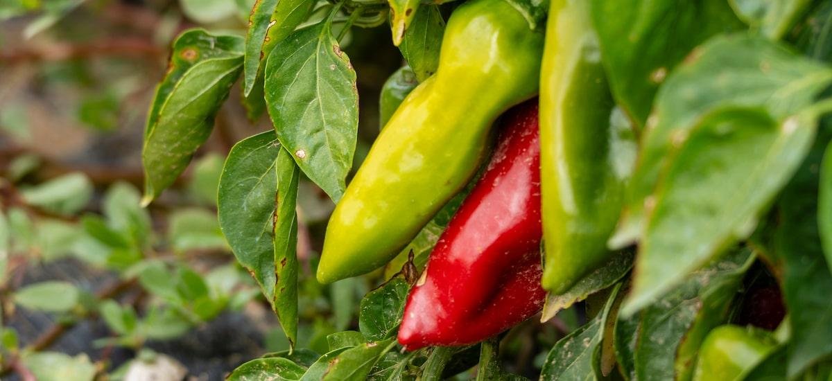 Mitos e verdades sobre pimenta