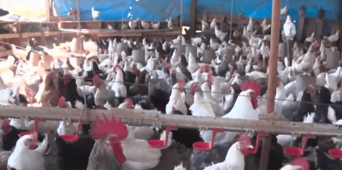 Agricultura familiar garante merenda de qualidade para alunos em Goiás