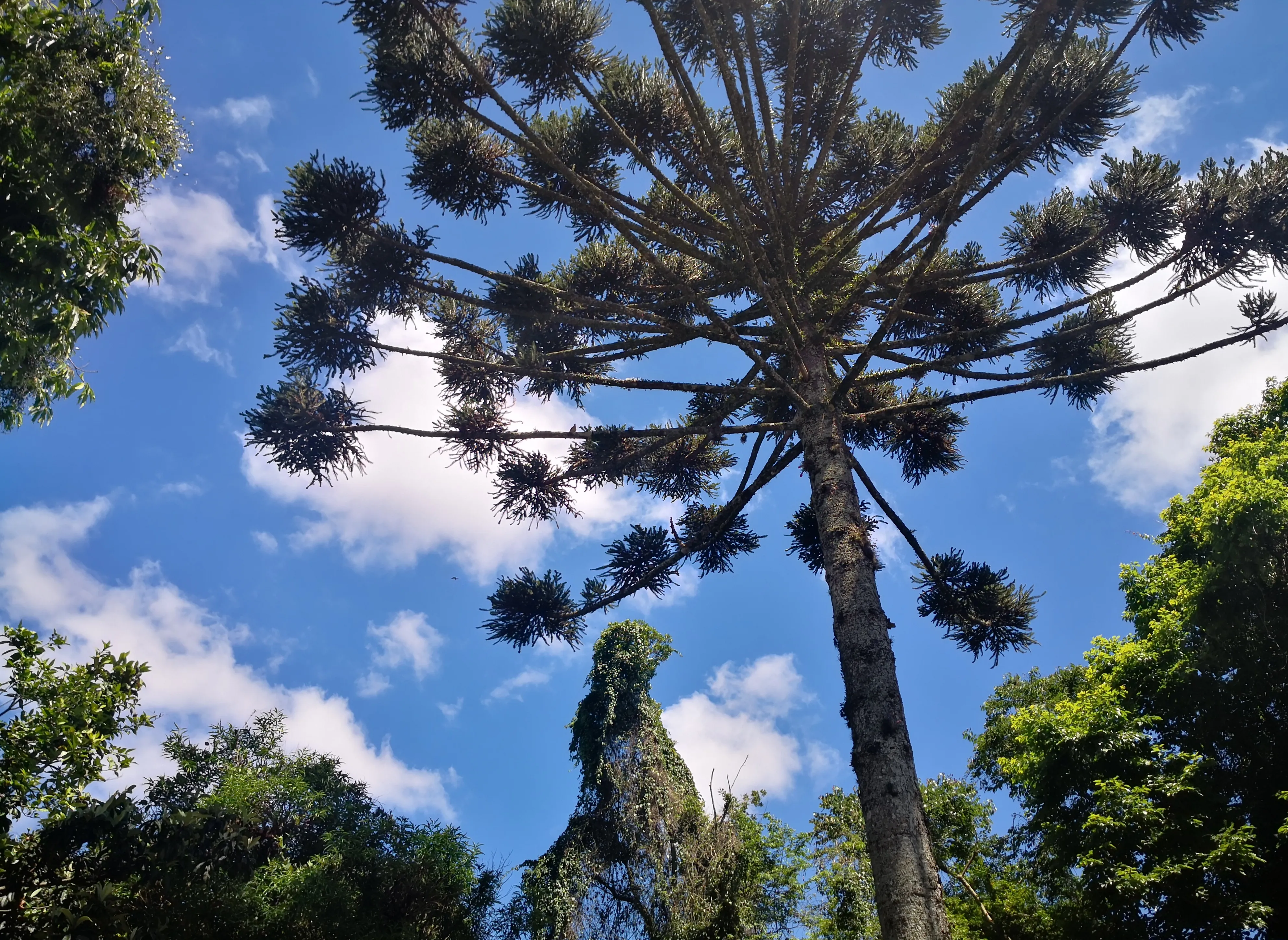 Maior parte do Paraná deve ter volta do Sol e calor no último fim de semana de verão; veja previsão do tempo por região | G1