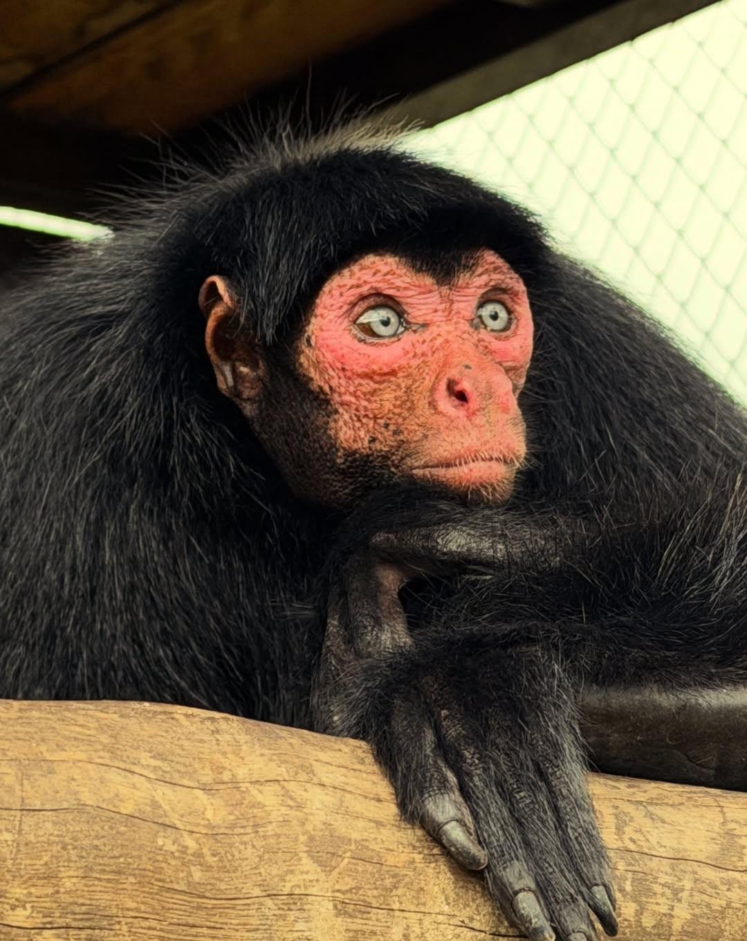 Encantadora: macaca resgatada em Manaus posa para fotos ao chegar em Santuário em MG