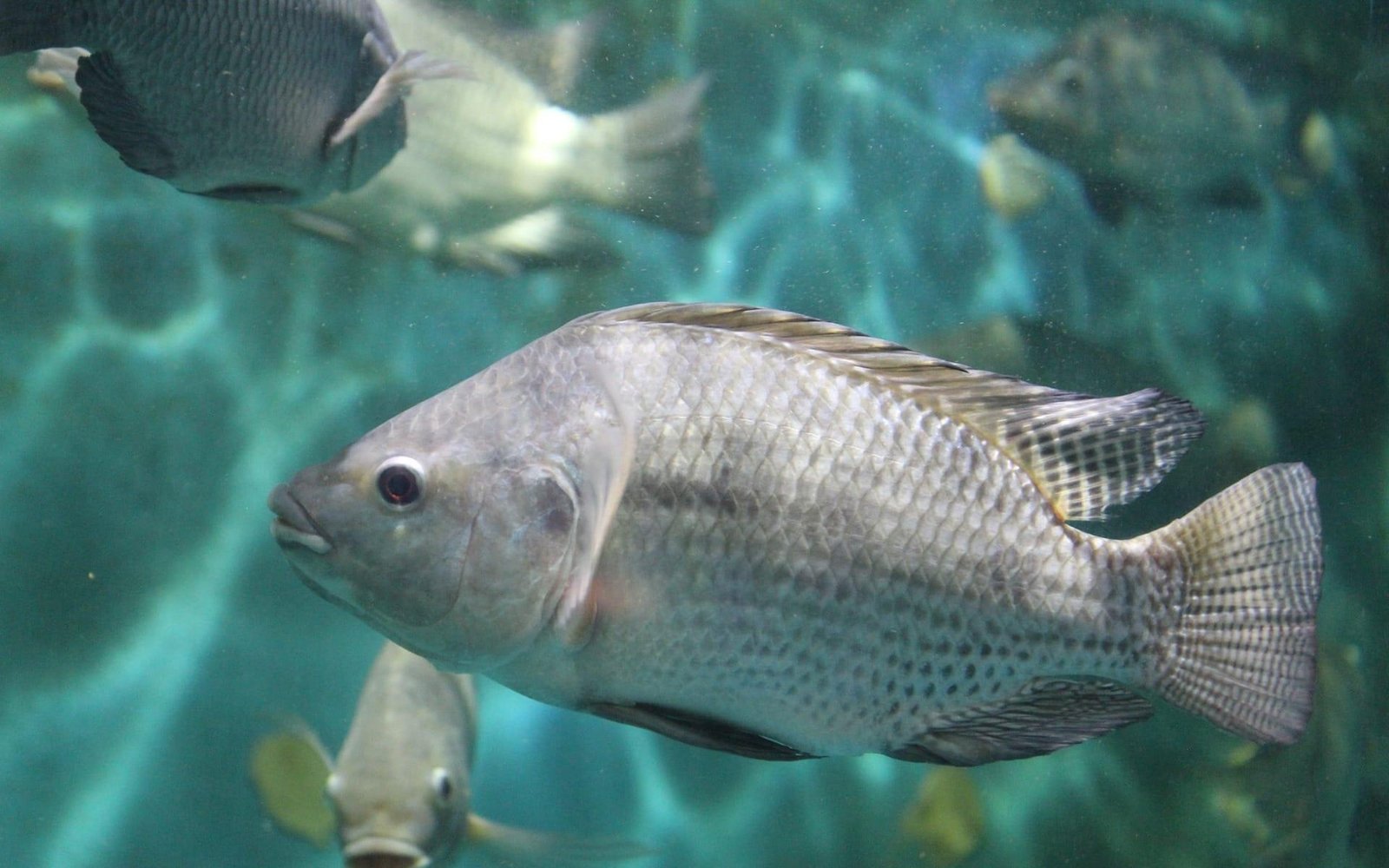 Exportações brasileiras de tilápia caem após taxação dos EUA