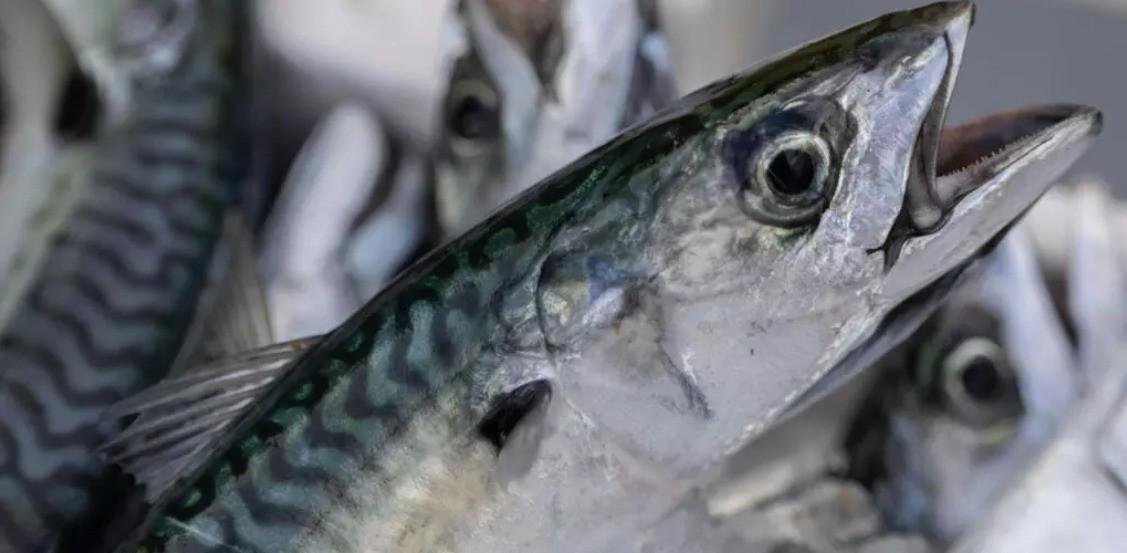 Supermercado do Reino Unido suspende vendas de cavalinha em 'protesto contra sobrepesca'