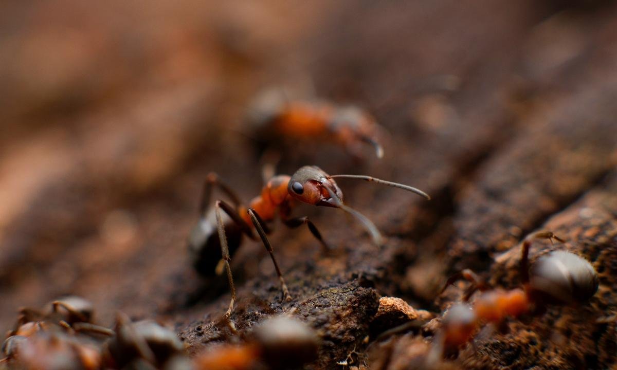Poluição faz formigas da mesma colônia se atacarem, aponta estudo