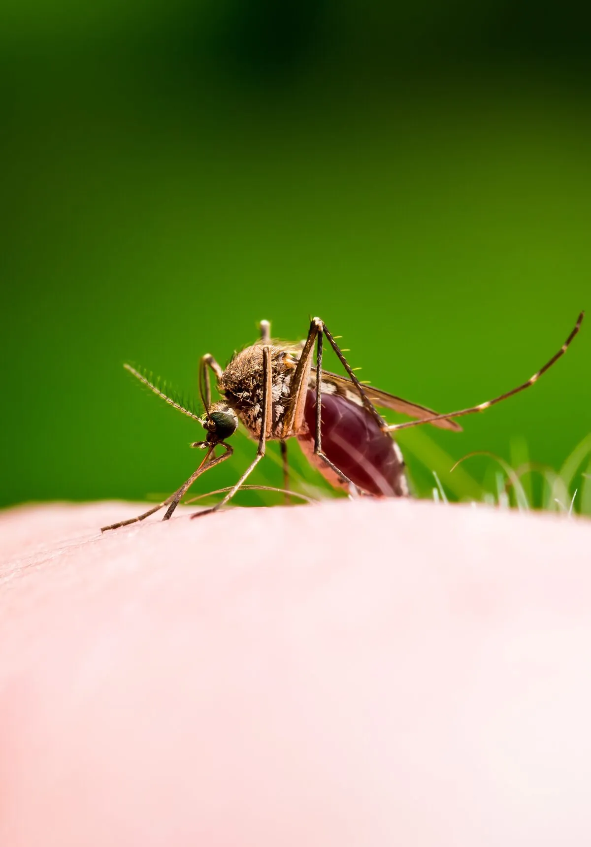 Quais são os sintomas e como prevenir a febre amarela?