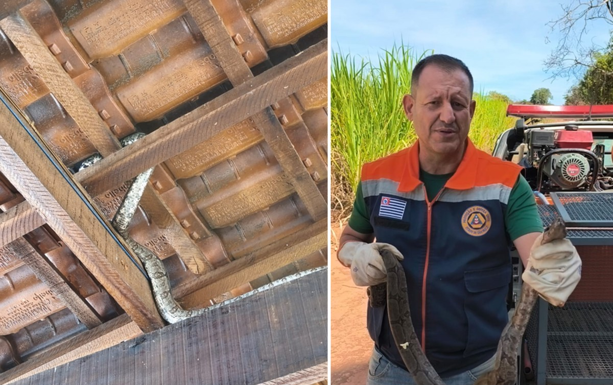 VÍDEO: cobra jiboia é capturada em telhado de casa no interior de SP | G1