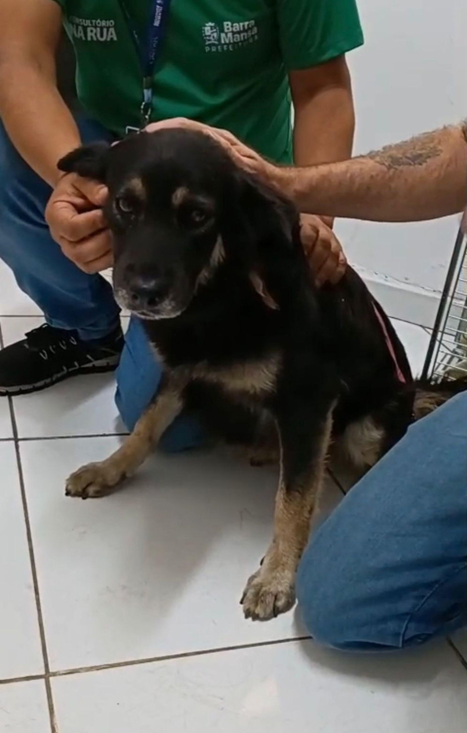 Cadela com problemas de saúde é resgatada em Barra Mansa | G1