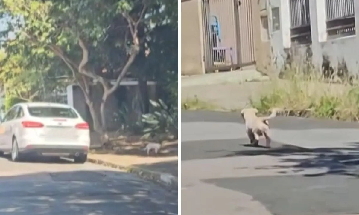 Advogada é presa após ser flagrada abandonando cão em rua do interior de SP; VÍDEO
