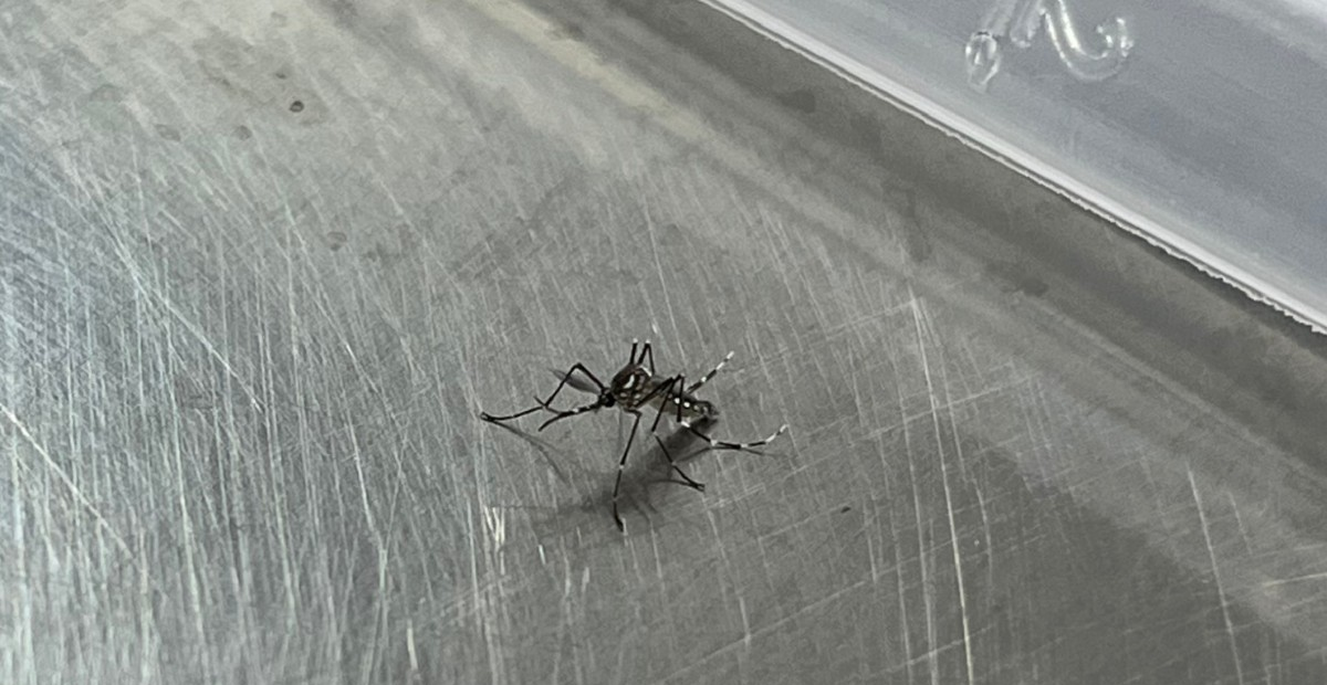 Juntos Contra a Dengue: EPTV lança campanha de combate ao mosquito | G1