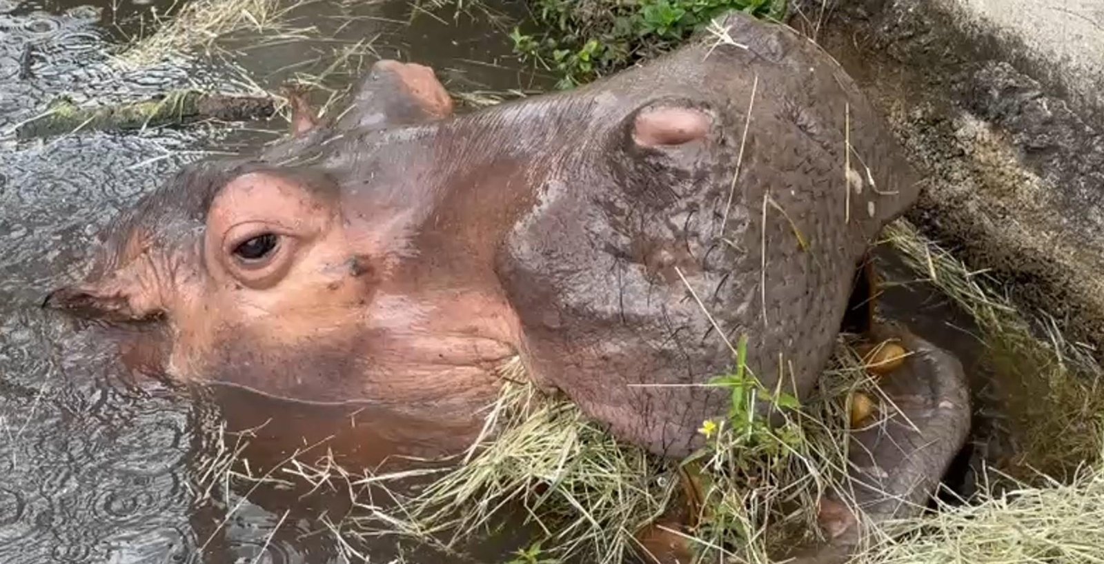 Hipopótamo Juninho morre aos 50 anos no Parque Ecológico de Leme | G1