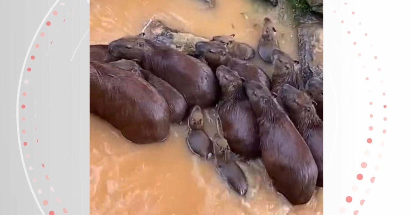 Capivaras são flagradas nadando na correnteza de rio após chuva | G1