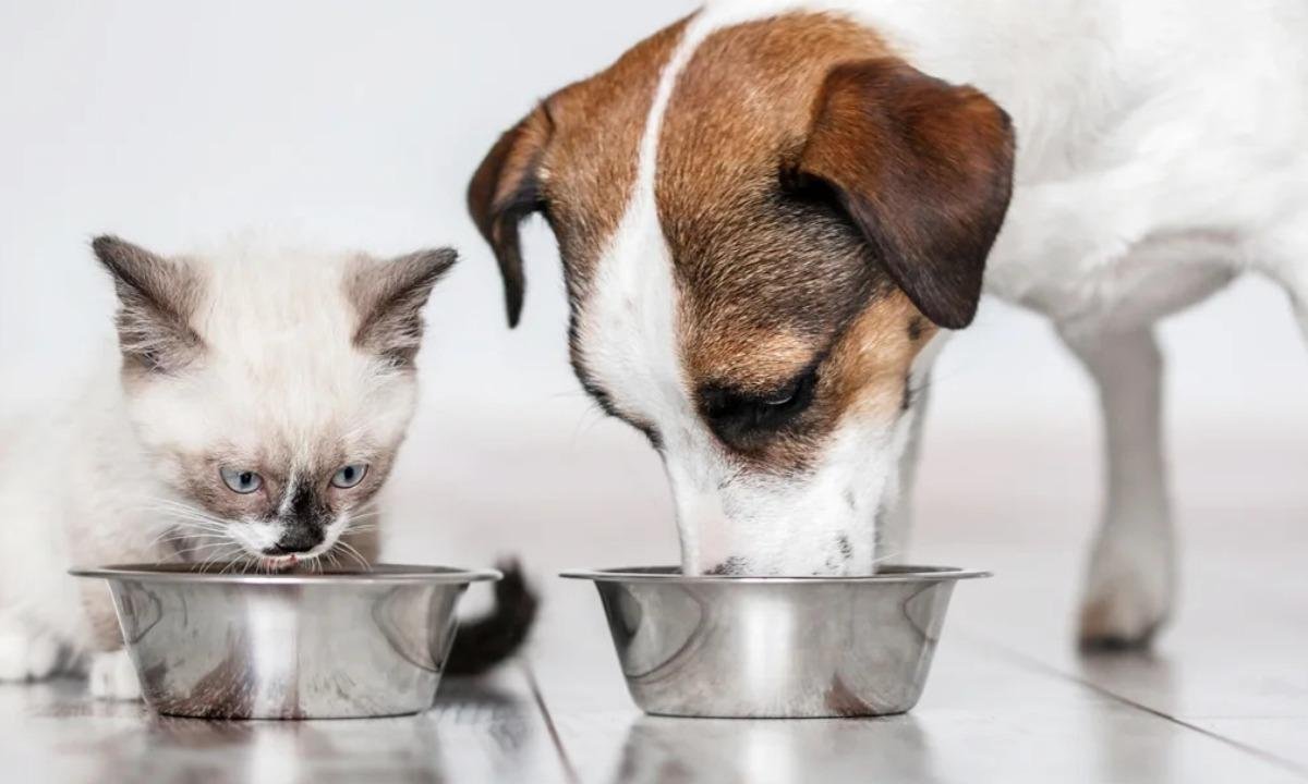 GDF cria política de bem-estar para cães e gatos; entenda