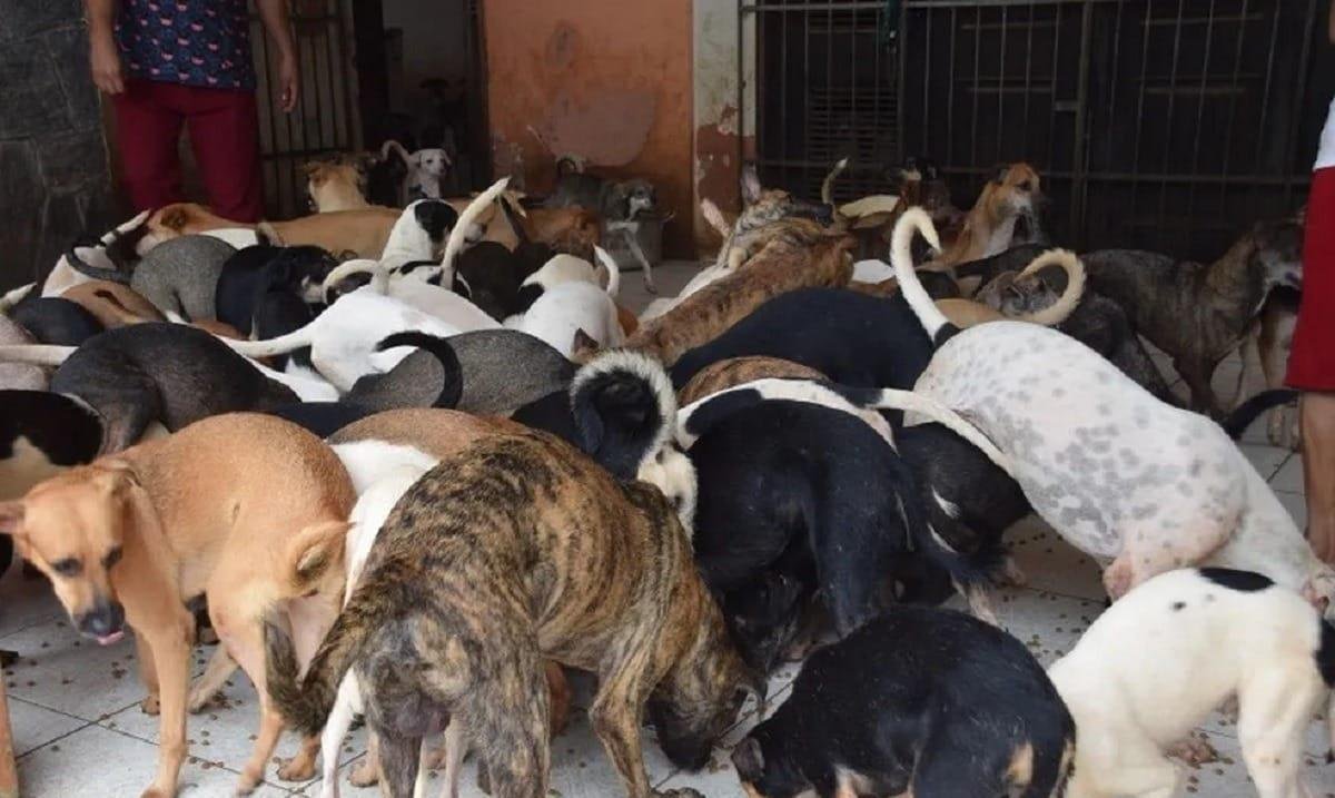 Projeto prevê internação de adolescentes por violência contra animais