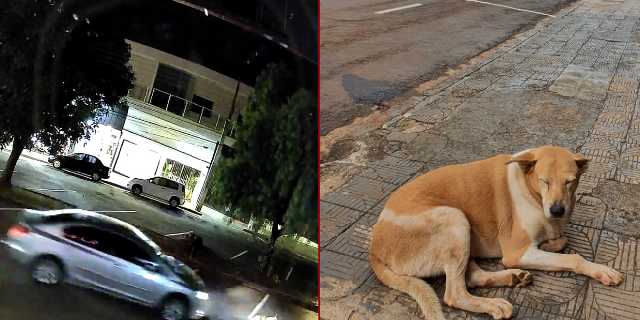 VÍDEO: cachorrinha cuidada há 9 anos por moradores de cidade do Paraná é atropelada e abandonada ferida | G1