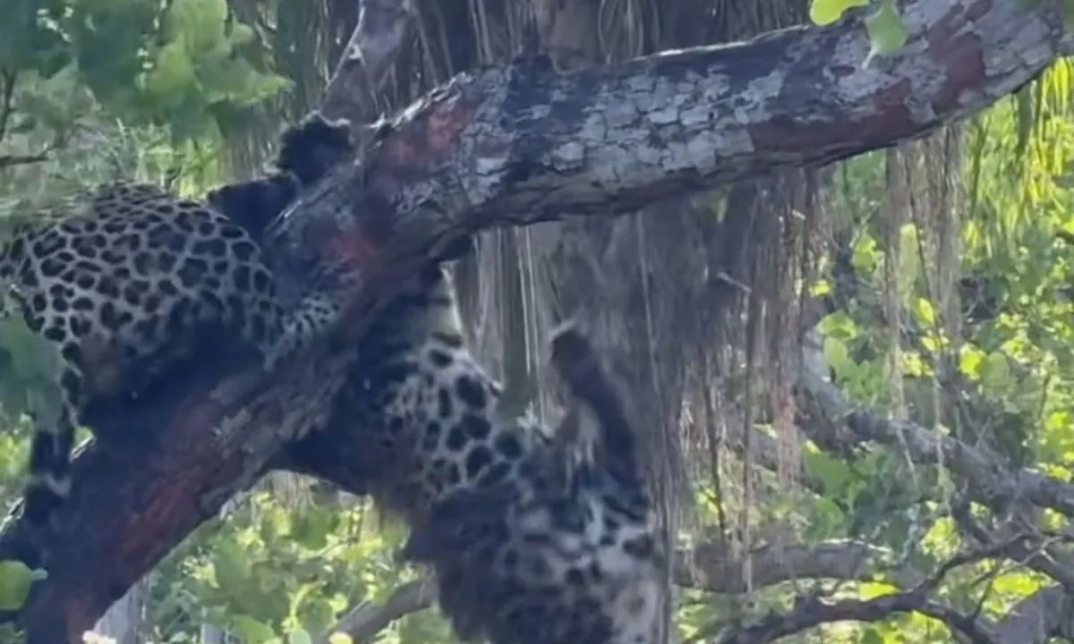 Briga de onças-pintadas em cima de árvore impressiona no Pantanal | G1