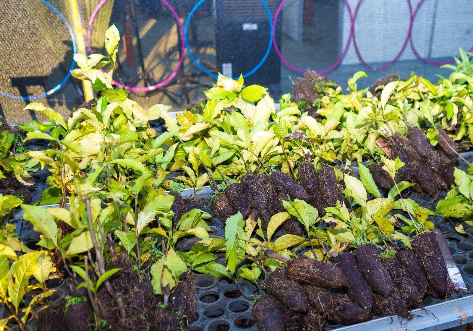 Consciência Limpa 2026 vai distribuir mudas de plantas em Rio Branco | G1