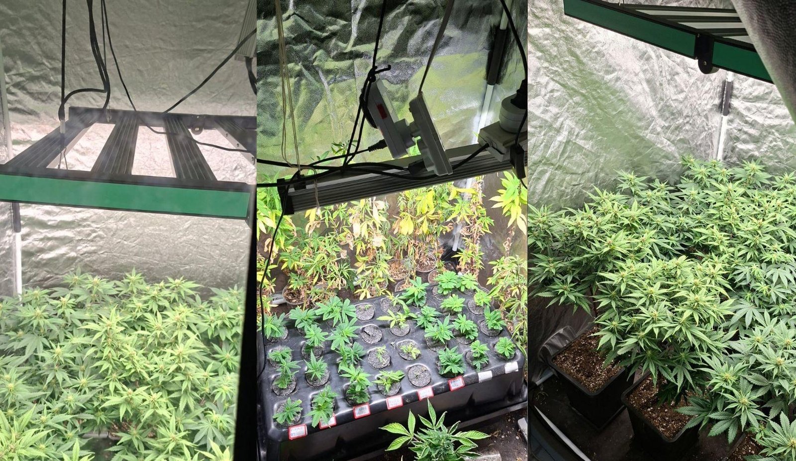 Estufas com pés e mudas de maconha são encontradas em Salvador | G1