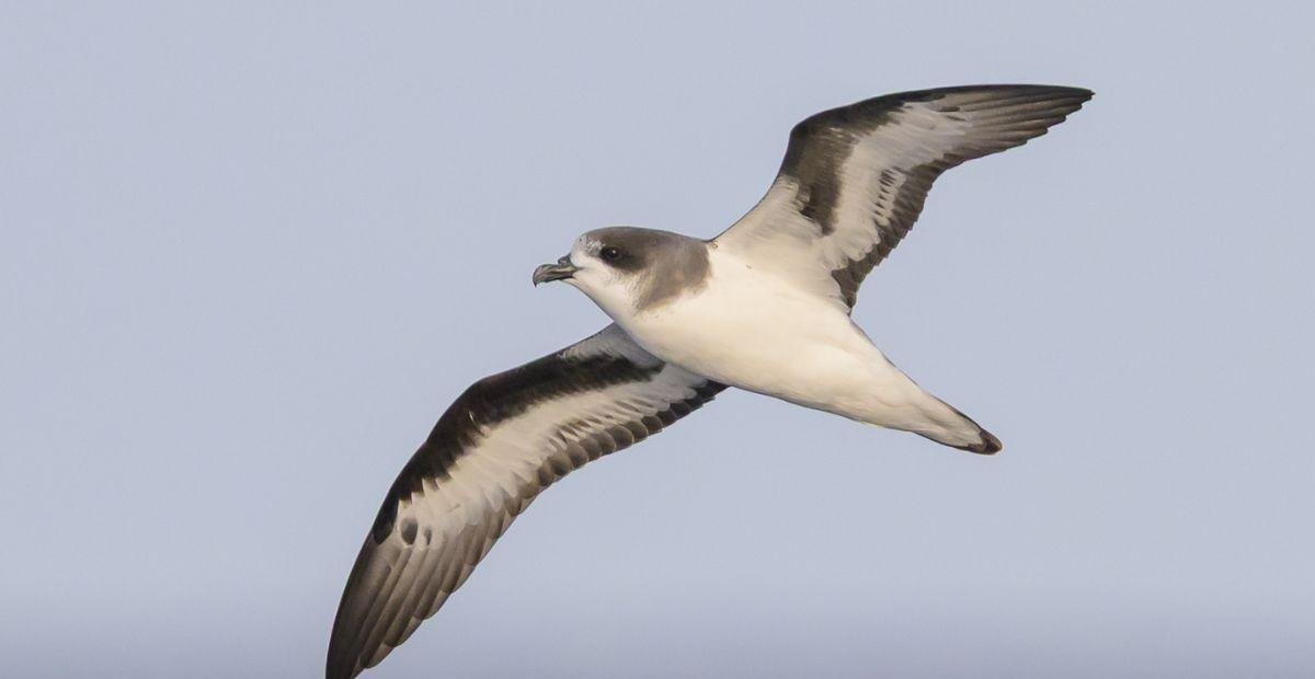 A ave que 'ressuscitou' após 300 anos; conheça a Bermuda Petrel | G1