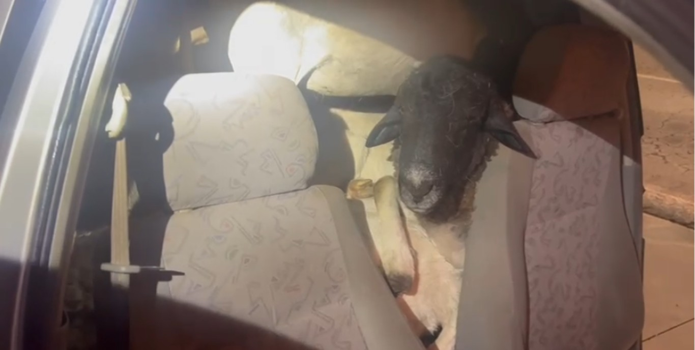 Polícia encontra carro sem motorista com 18 bodes a bordo em Caruaru | G1