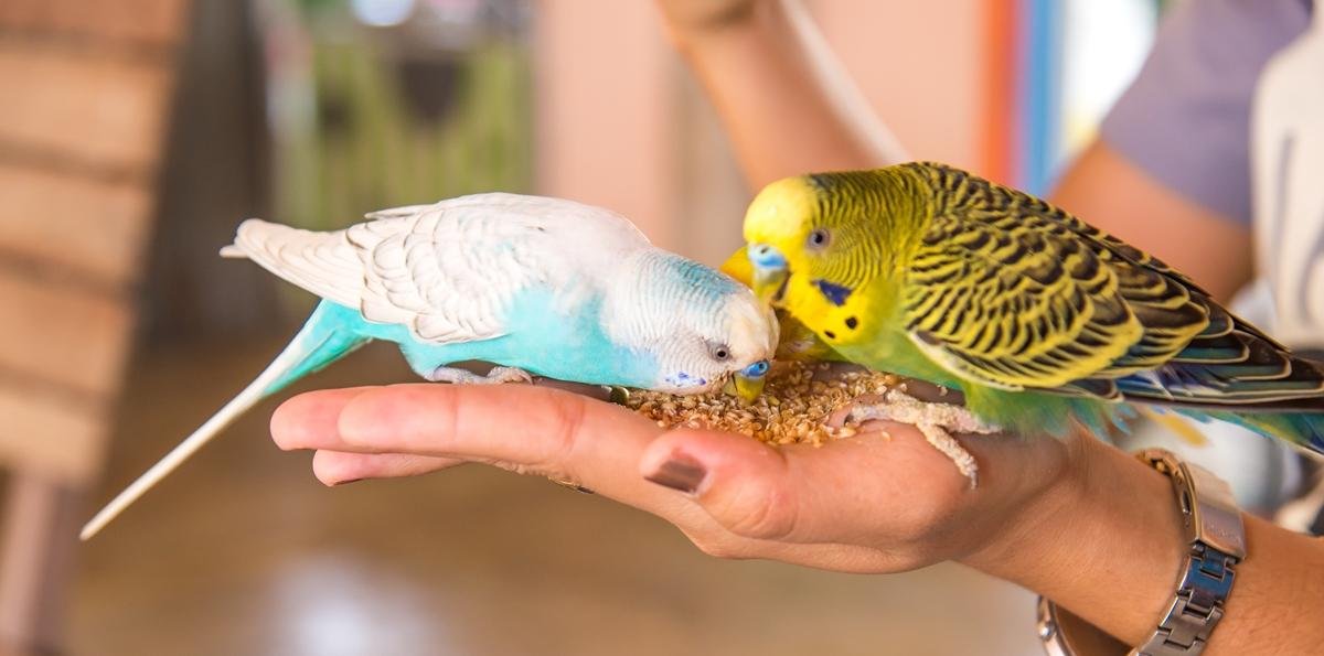 Erros dos tutores podem colocar pets não convencionais em risco