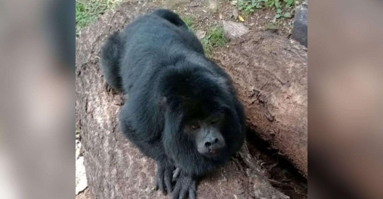 Ibama apreende macaco 'comunitário' conhecido como Mochila no RS | G1