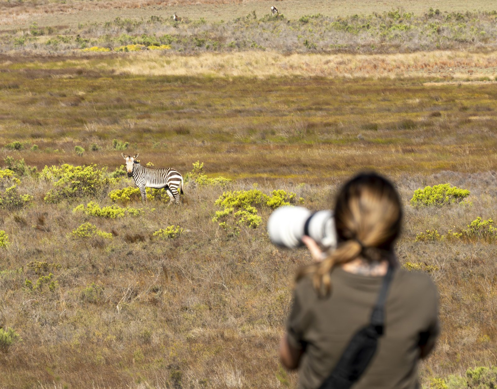 Safári real: brasileira fotografa a beleza e a brutalidade da África | G1