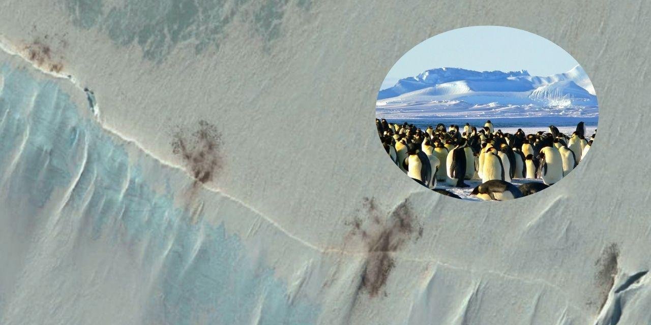 O mistério das manchas na Antártida: imagens de satélite mostram pinguins espremidos em áreas cada vez menores com o derretimento do gelo